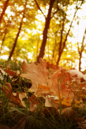 rlsather_26153565