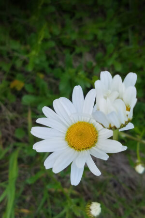 rlsather_26154842