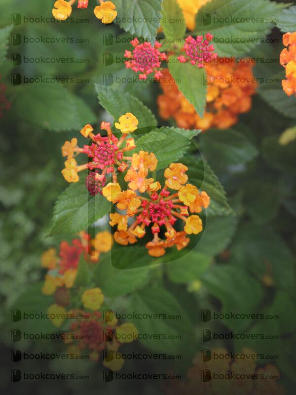 rlsather_26158383