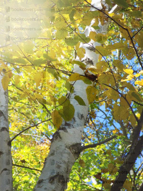 rlsather_26158574
