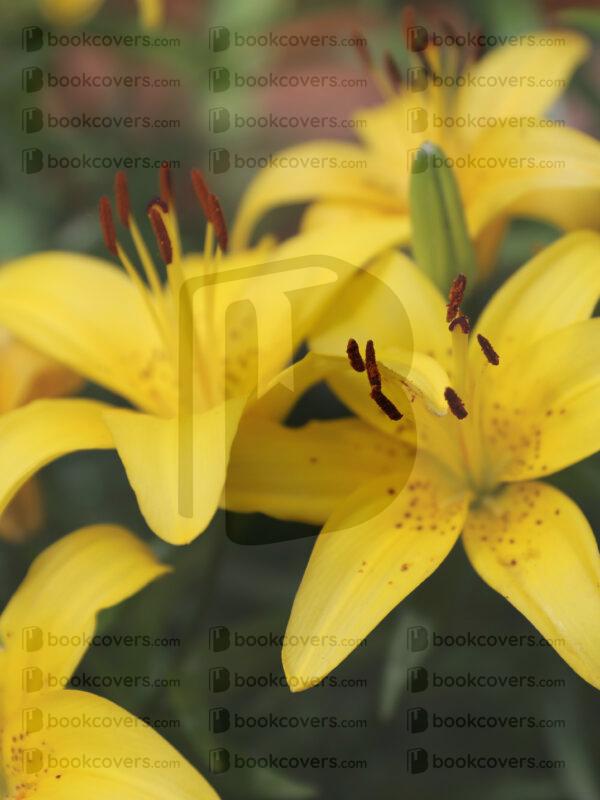 rlsather_26159914