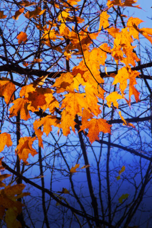 rlsather_26161044