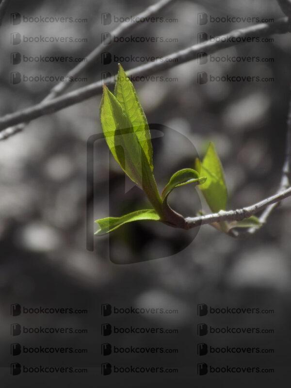 rlsather_26160034