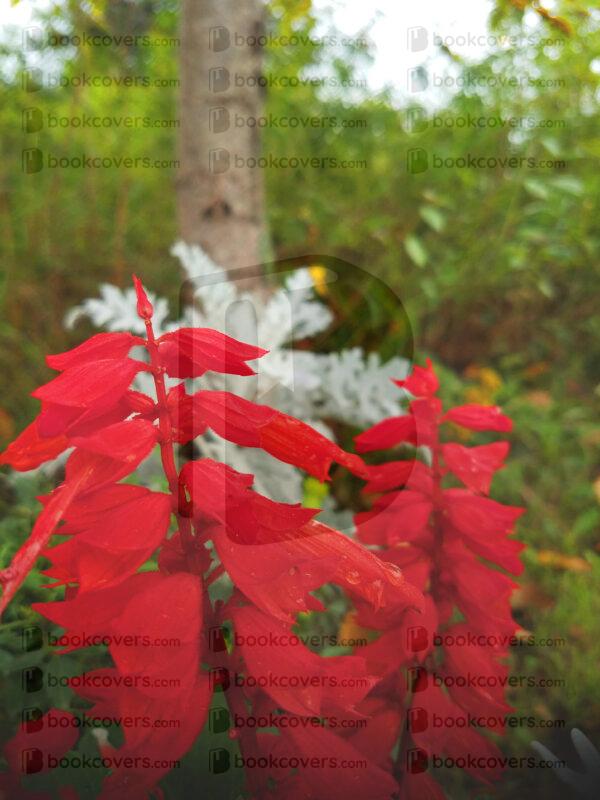 rlsather_26158974