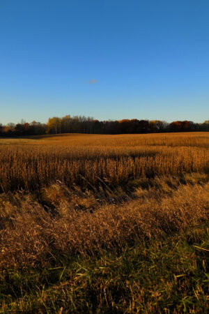rlsather_26161144
