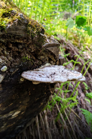 rlsather_26154700
