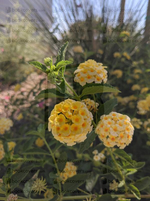 rlsather_26154417