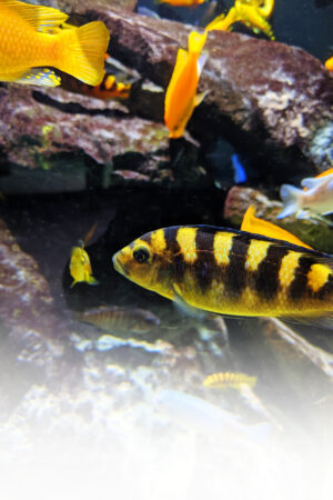 rlsather_26160286
