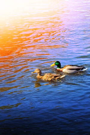 rlsather_26151209