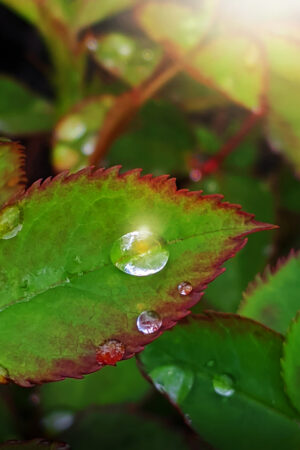 rlsather_26152892