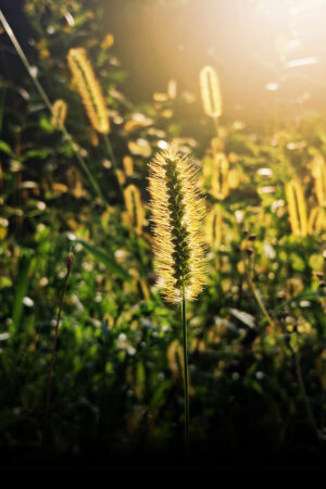 rlsather_26159556