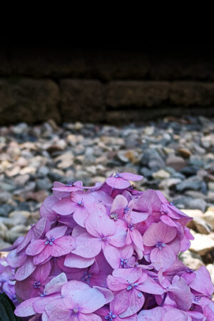 rlsather_26159386