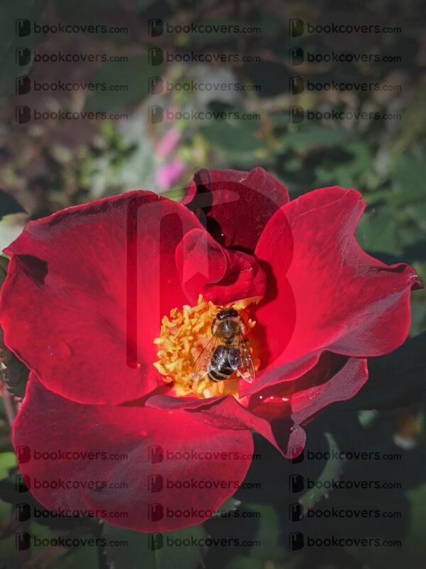 rlsather_26160175