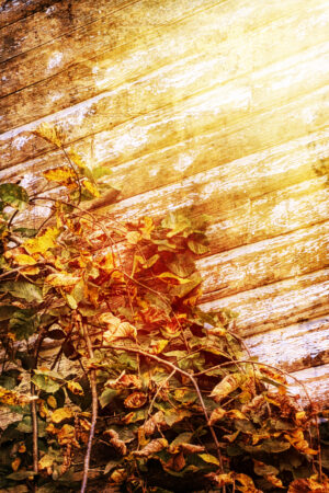 rlsather_26163084