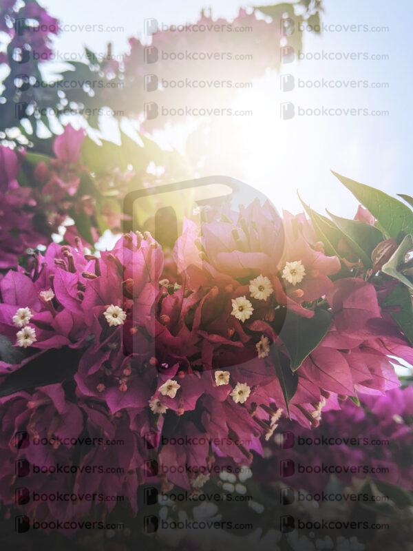 rlsather_26155530