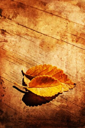 rlsather_26157980