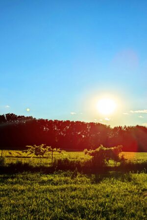 rlsather_26160519