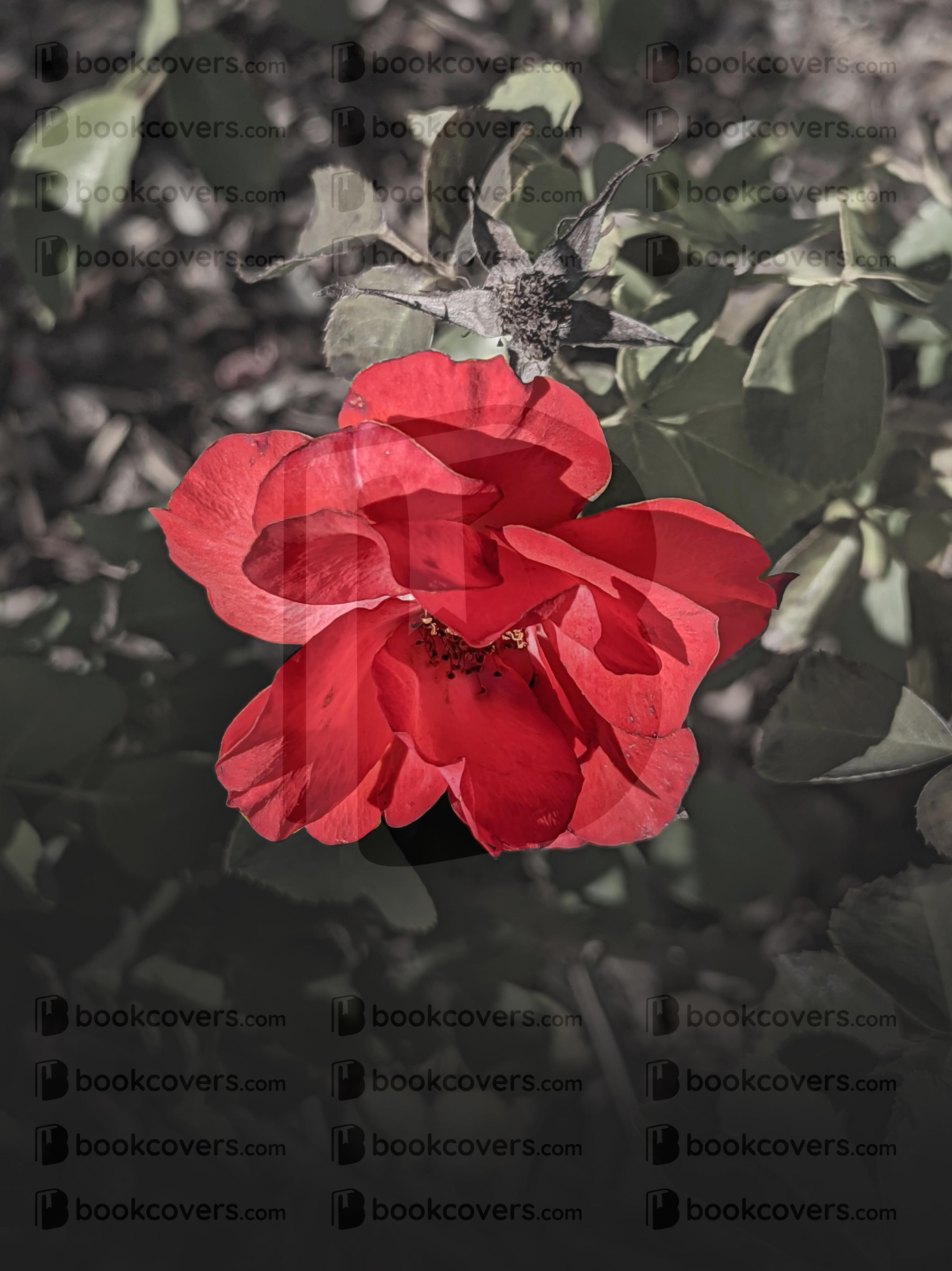 rlsather_26160951
