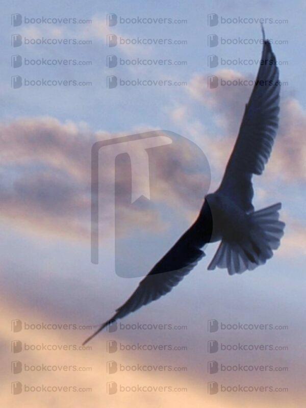 terrigostolaphotography_26161122
