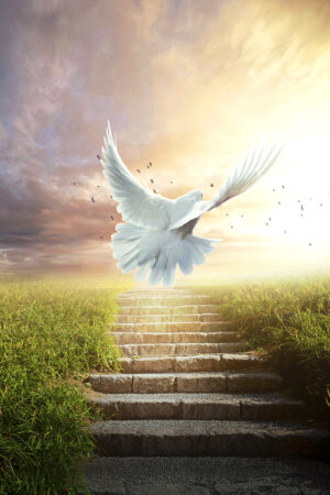 saphira_26164150