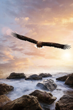 saphira_26164191