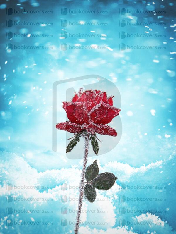 saphira_26164297