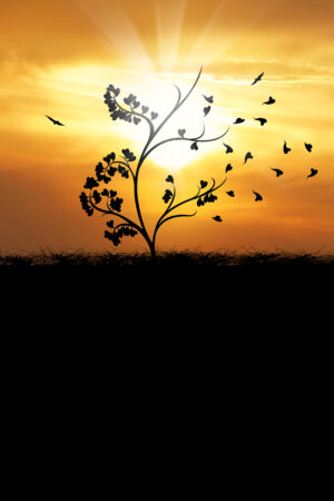 saphira_26164360