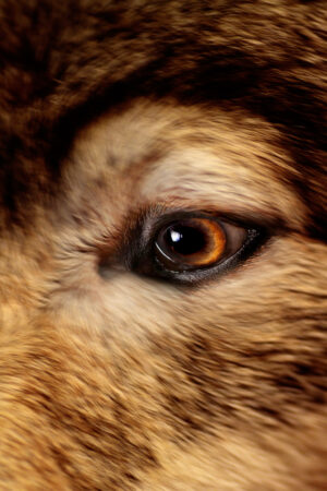 visions_26174080