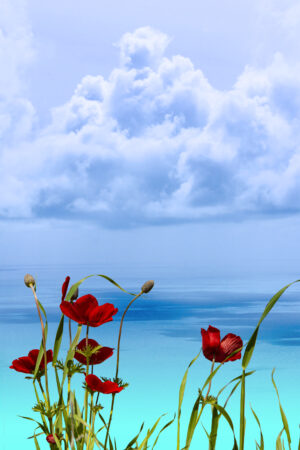 dianecostanzastudio_26167115