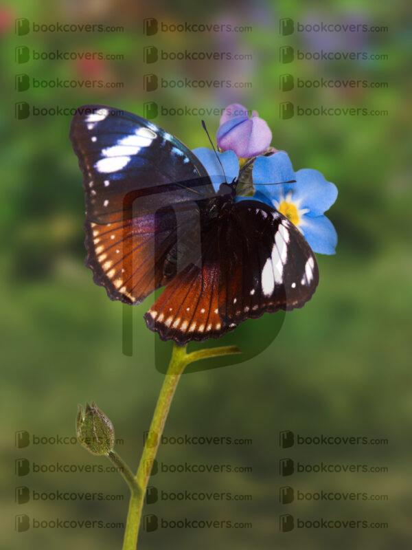 fantasyart_26190687