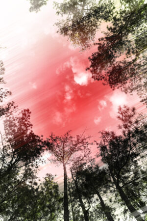 lalimadesign_26194008