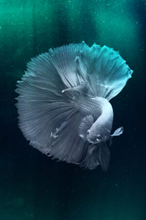 lalimadesign_26193799