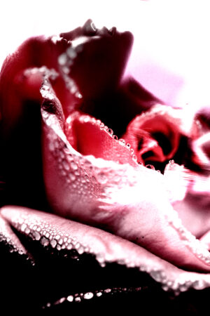 lalimadesign_26193458