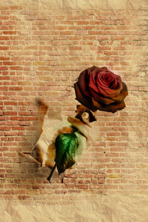 lalimadesign_26193934