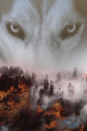 lalimadesign_26196405