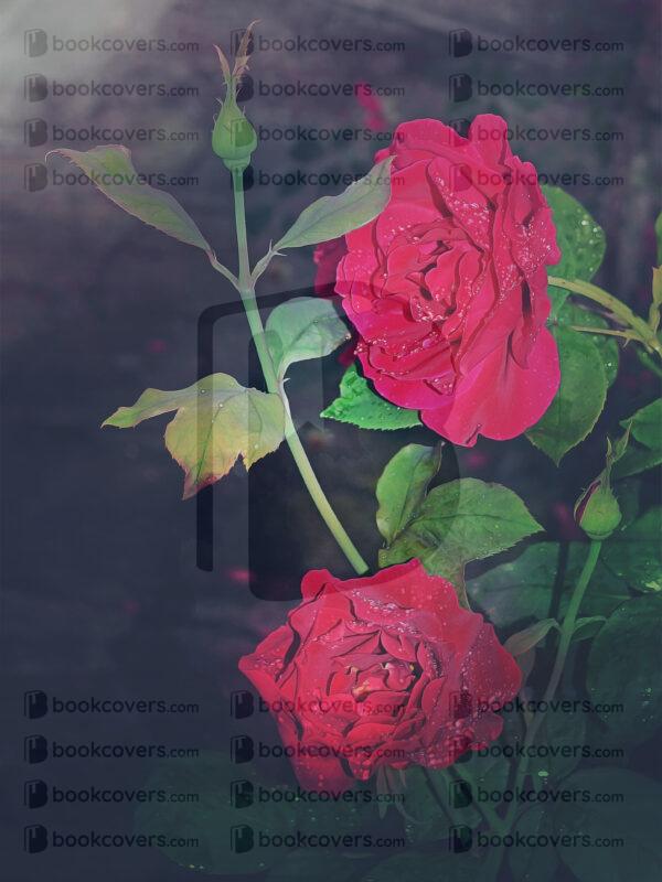 frinaart_26198627
