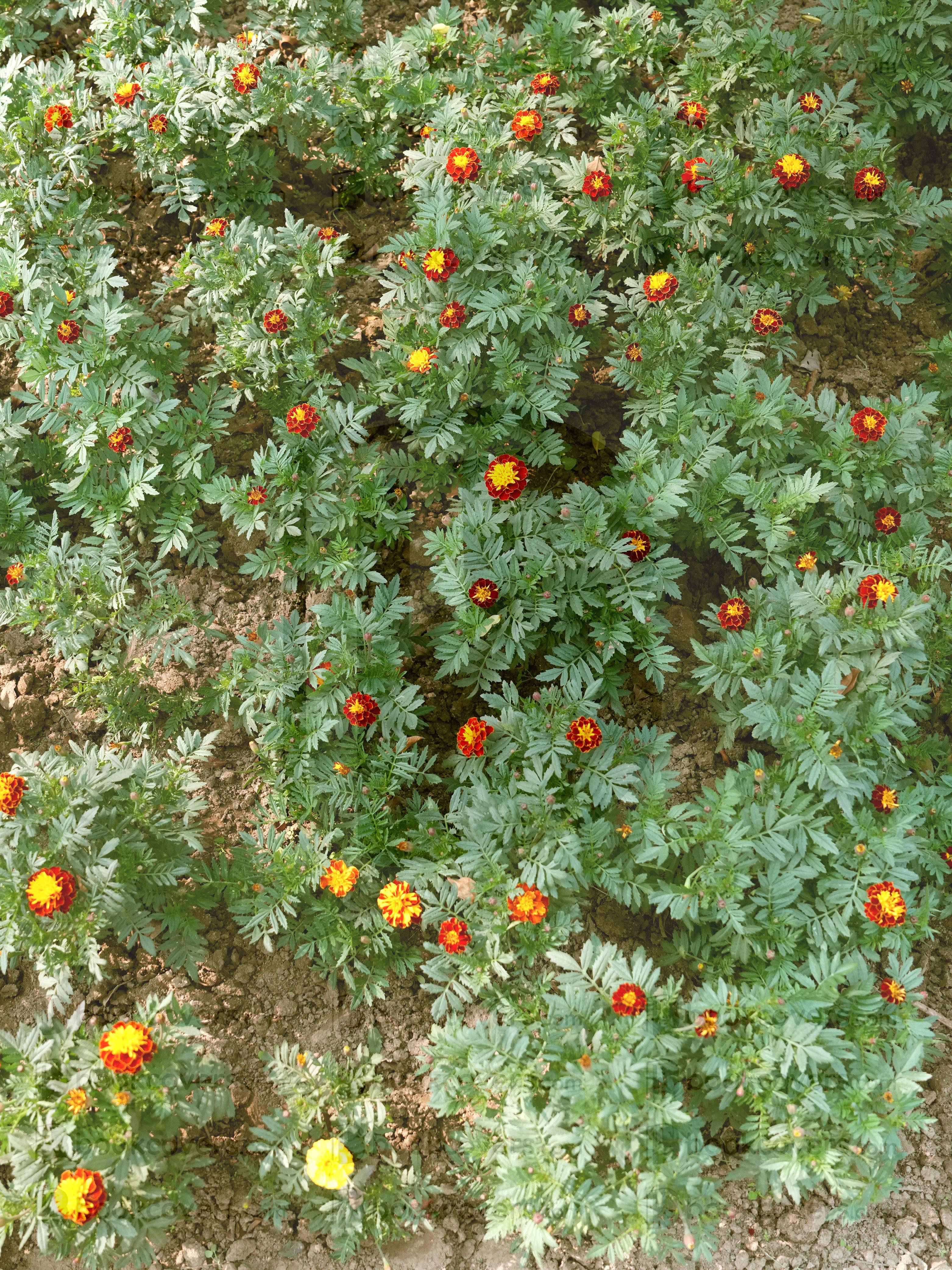 Riya Sharma_26368660